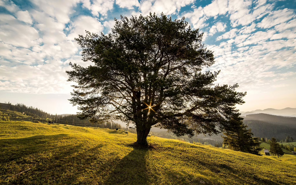 sustainably sourced wood